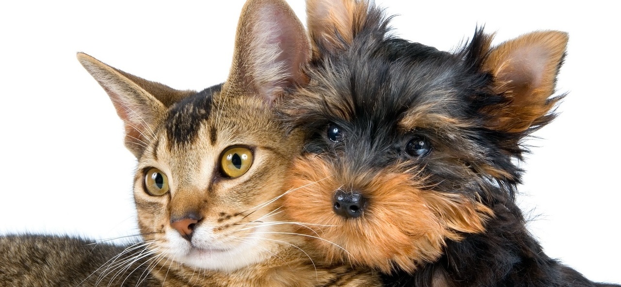 Доска объявлений о животных | ЗооТом - продажа, вязка и услуги для животных в Ногинске