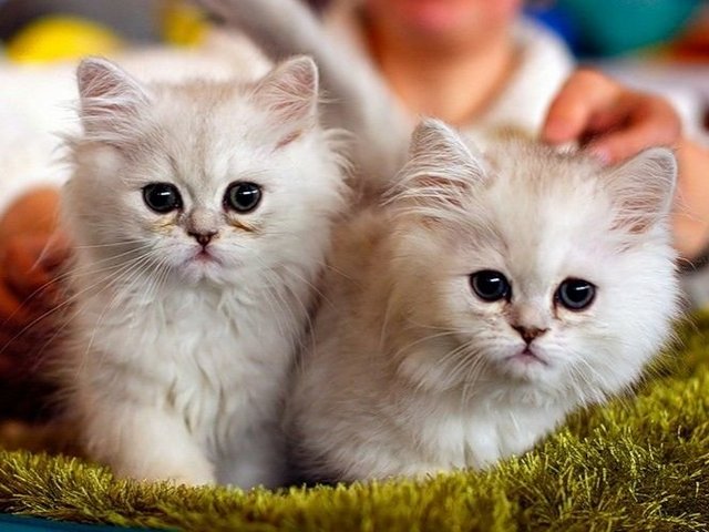 Породы кошек в Ногинске | ЗооТом портал о животных