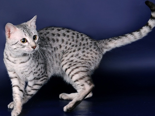 Породы кошек в Ногинске | ЗооТом портал о животных