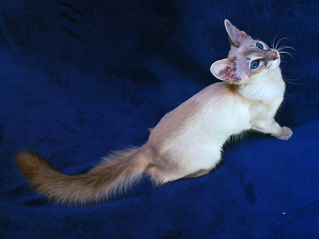 Выведенные породы кошек в Ногинске | ЗооТом портал о животных