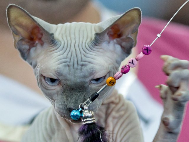 Выставки кошек в Ногинске | ЗооТом портал о животных