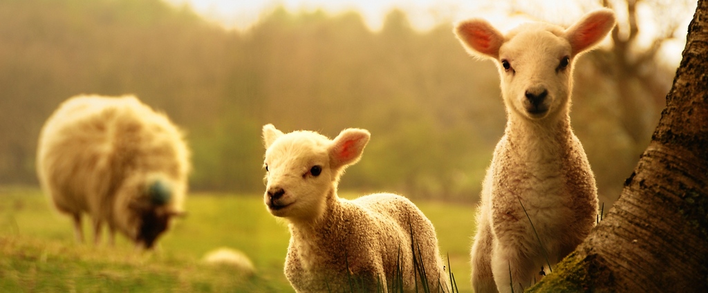 Объявления о сельскохозяйственных животных | ЗооТом - продажа, вязка и услуги для животных в Ногинске