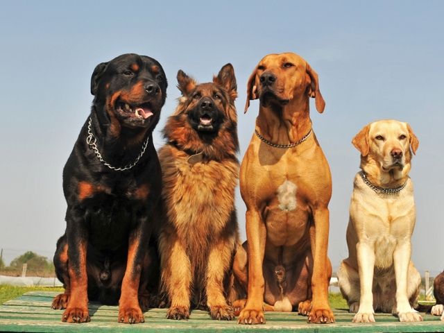 Крупные породы собак в Ногинске | ЗооТом портал о животных